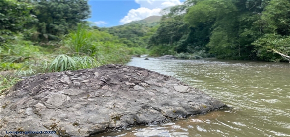 PR-124, BUCARABONES WARD Las Marías Puerto Rico, 00670 | Commercial/Retail - For Sale - Las Marias, Las Marías, Puerto Rico