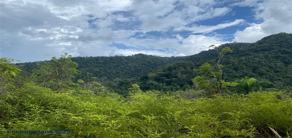 PR-124, BUCARABONES WARD Las Marías Puerto Rico, 00670 | Commercial/Retail - For Sale - Las Marias, Las Marías, Puerto Rico