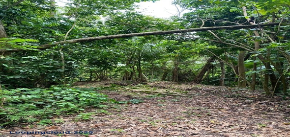 PR-124, BUCARABONES WARD Las Marías Puerto Rico, 00670 | Commercial/Retail - For Sale - Las Marias, Las Marías, Puerto Rico