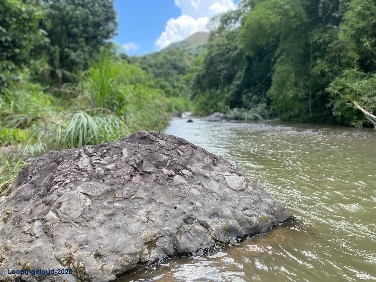 Retail Property for Sale in BUCARABONES WARD Puerto Rico 00670