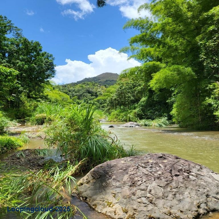 Retail Property for Sale in BUCARABONES WARD Puerto Rico 00670