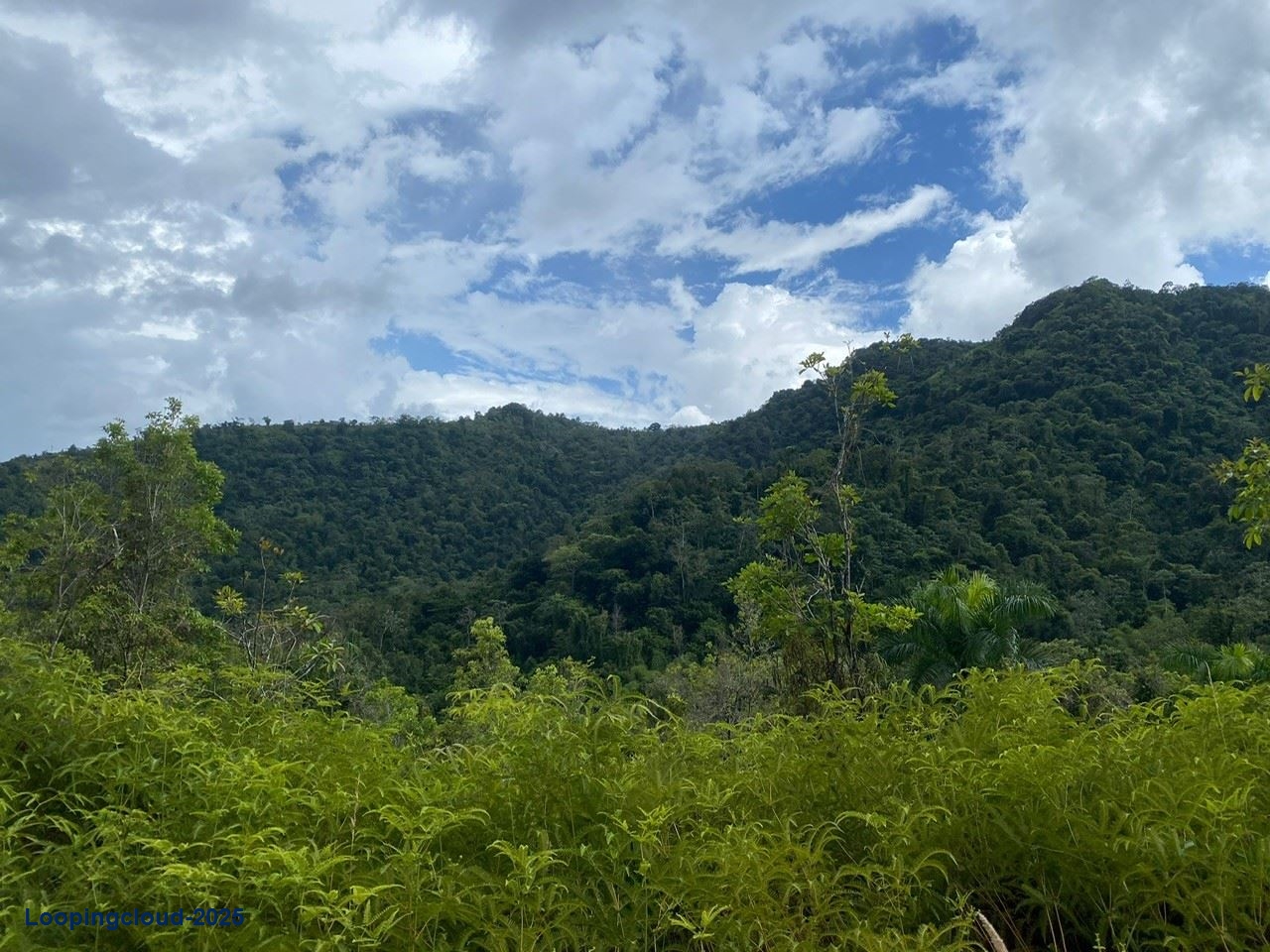 Retail Property for Sale in BUCARABONES WARD Puerto Rico 00670