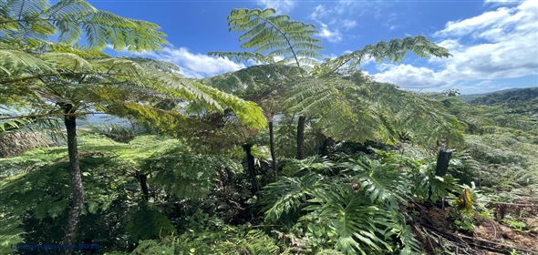 Carretera 518 Aguadilla Puerto Rico, 00601 | 230 Acres farmland, several streams