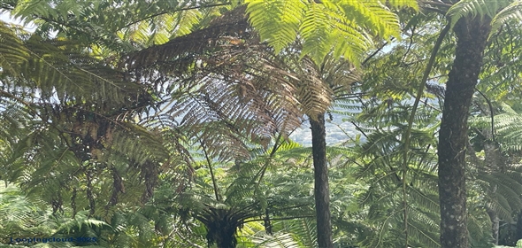 Carretera 518 Aguadilla Puerto Rico, 00601 | 230 Acres farmland, several streams