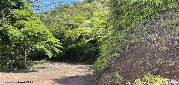 Carretera 518 Aguadilla Puerto Rico, 00601 | 230 Acres farmland, several streams