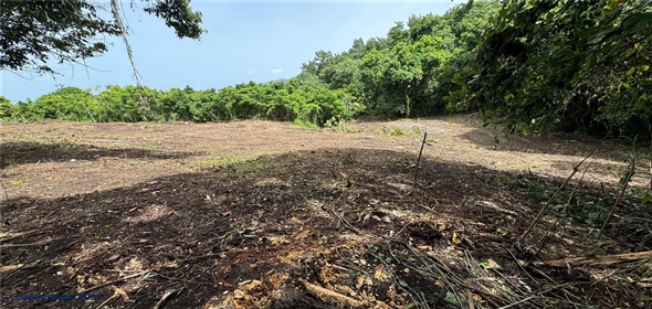 CARR 111 BO CIDRAL SECTOR PALMARITO San Sebastian Puerto Rico, 00685 | CARR 111 BO CIDRAL SECTOR PALMARITO, SAN SEBASTIAN, PR 00685