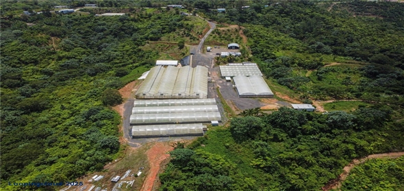 Sector Palmasola BO. BUENOS AIRES Aguadilla Puerto Rico, 00669 | Turnkey Agricultural Investment in Lares