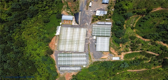 Sector Palmasola BO. BUENOS AIRES Aguadilla Puerto Rico, 00669 | Turnkey Agricultural Investment in Lares