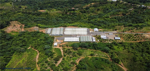 Sector Palmasola BO. BUENOS AIRES Aguadilla Puerto Rico, 00669 | Turnkey Agricultural Investment in Lares