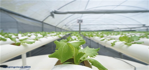 Sector Palmasola BO. BUENOS AIRES Aguadilla Puerto Rico, 00669 | Turnkey Agricultural Investment in Lares