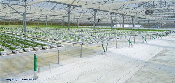 Sector Palmasola BO. BUENOS AIRES Aguadilla Puerto Rico, 00669 | Turnkey Agricultural Investment in Lares