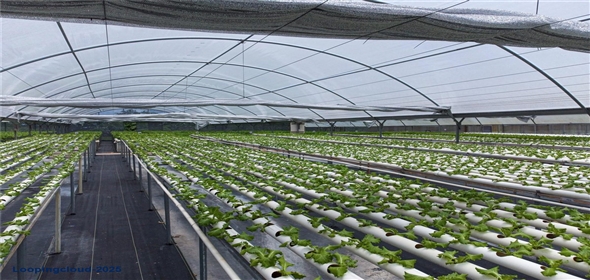 Sector Palmasola BO. BUENOS AIRES Aguadilla Puerto Rico, 00669 | Turnkey Agricultural Investment in Lares