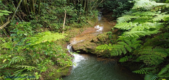 Sector Palmasola BO. BUENOS AIRES Aguadilla Puerto Rico, 00669 | Turnkey Agricultural Investment in Lares