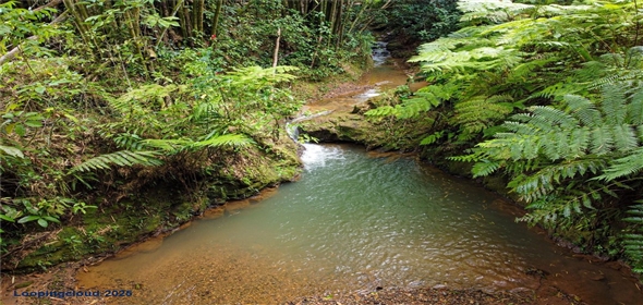 Sector Palmasola BO. BUENOS AIRES Aguadilla Puerto Rico, 00669 | Turnkey Agricultural Investment in Lares