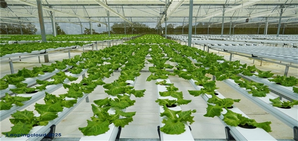 Sector Palmasola BO. BUENOS AIRES Aguadilla Puerto Rico, 00669 | Turnkey Agricultural Investment in Lares