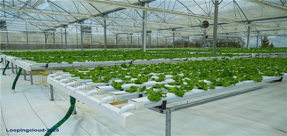 Sector Palmasola BO. BUENOS AIRES Aguadilla Puerto Rico, 00669 | Turnkey Agricultural Investment in Lares