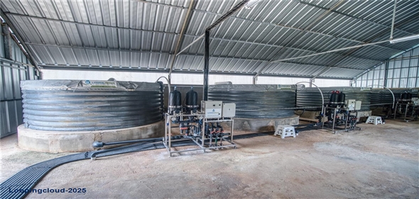 Sector Palmasola BO. BUENOS AIRES Aguadilla Puerto Rico, 00669 | Turnkey Agricultural Investment in Lares