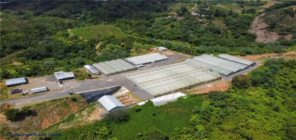 Sector Palmasola BO. BUENOS AIRES Aguadilla Puerto Rico, 00669 | Turnkey Agricultural Investment in Lares