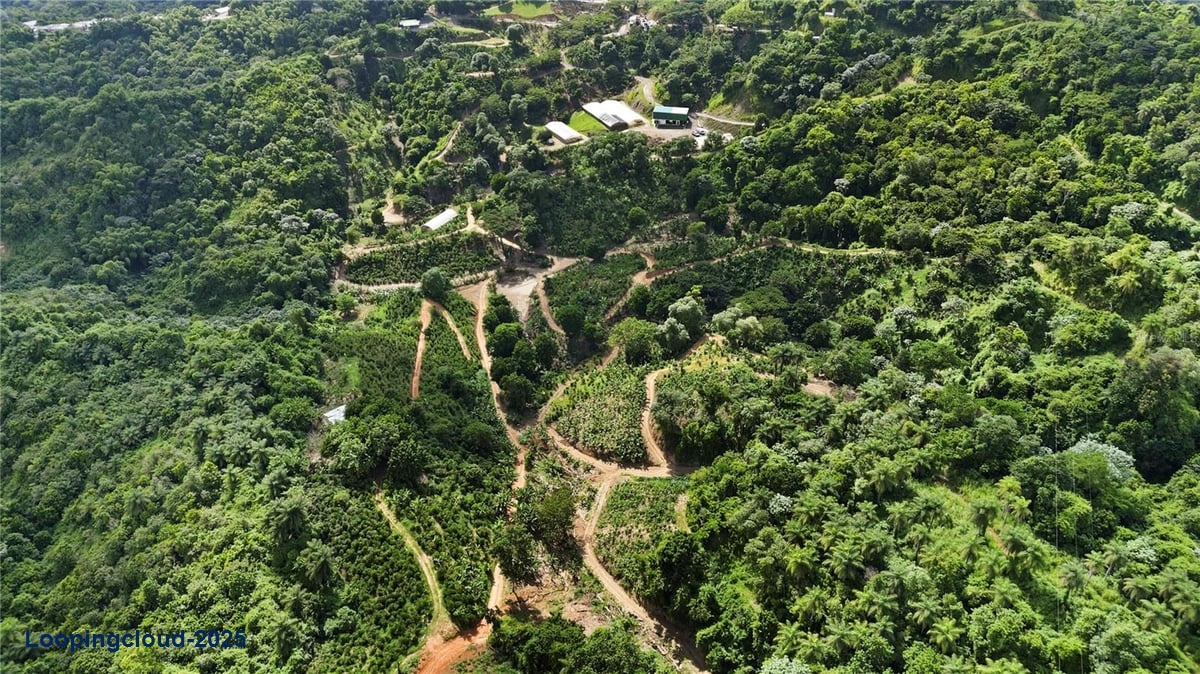 Land for Sale in Adjuntas Puerto Rico 00664