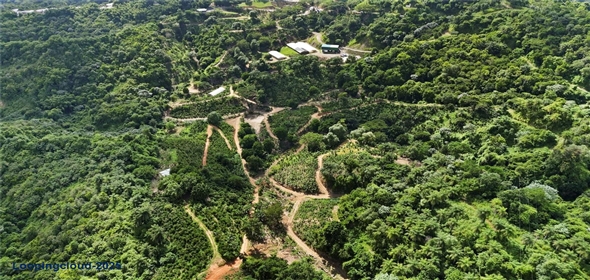 Bo. Hoyos Planes CARR. 531 KM 1 HM 7 Adjuntas Puerto Rico, 00664 | Finca Hoyos Planes: Fully Operational Coffee Estate in Puerto Rico's Heartland