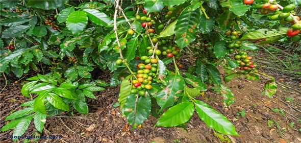Bo. Hoyos Planes CARR. 531 KM 1 HM 7 Adjuntas Puerto Rico, 00664 | Finca Hoyos Planes: Fully Operational Coffee Estate in Puerto Rico's Heartland