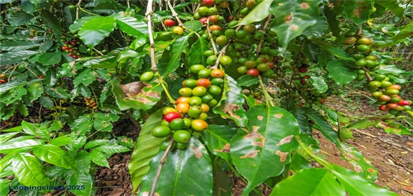 Bo. Hoyos Planes CARR. 531 KM 1 HM 7 Adjuntas Puerto Rico, 00664 | Finca Hoyos Planes: Fully Operational Coffee Estate in Puerto Rico's Heartland