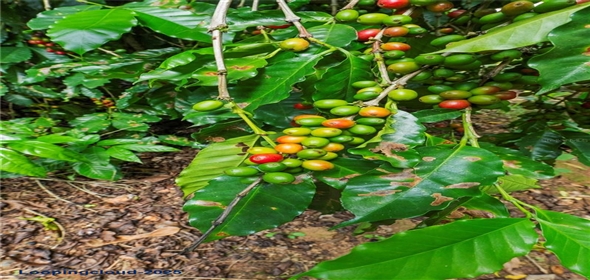 Bo. Hoyos Planes CARR. 531 KM 1 HM 7 Adjuntas Puerto Rico, 00664 | Finca Hoyos Planes: Fully Operational Coffee Estate in Puerto Rico's Heartland