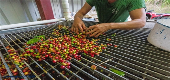 Bo. Hoyos Planes CARR. 531 KM 1 HM 7 Adjuntas Puerto Rico, 00664 | Finca Hoyos Planes: Fully Operational Coffee Estate in Puerto Rico's Heartland