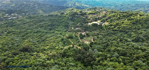 Bo. Hoyos Planes CARR. 531 KM 1 HM 7 Adjuntas Puerto Rico, 00664 | Finca Hoyos Planes: Fully Operational Coffee Estate in Puerto Rico's Heartland
