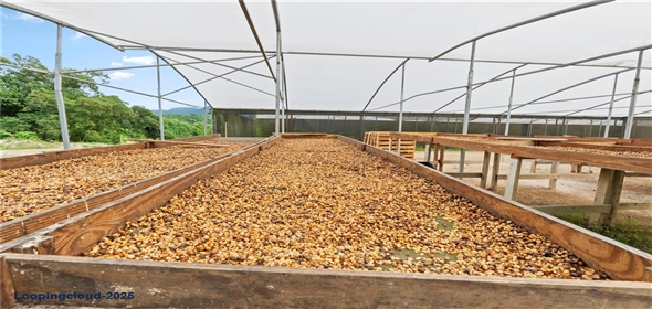 Bo. Hoyos Planes CARR. 531 KM 1 HM 7 Adjuntas Puerto Rico, 00664 | Finca Hoyos Planes: Fully Operational Coffee Estate in Puerto Rico's Heartland