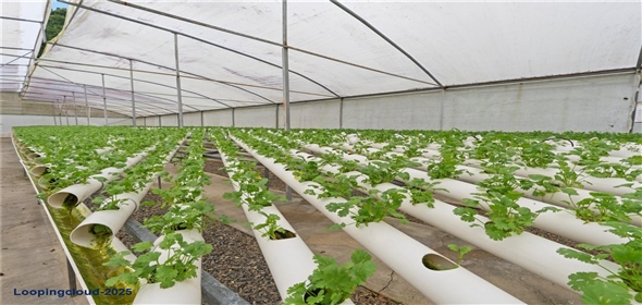 Bo. Hoyos Planes CARR. 531 KM 1 HM 7 Adjuntas Puerto Rico, 00664 | Finca Hoyos Planes: Fully Operational Coffee Estate in Puerto Rico's Heartland