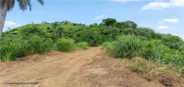 Bo. Hoyos Planes CARR. 531 KM 1 HM 7 Adjuntas Puerto Rico, 00664 | Finca Hoyos Planes: Fully Operational Coffee Estate in Puerto Rico's Heartland