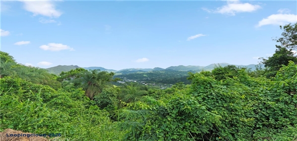 Bo. Hoyos Planes CARR. 531 KM 1 HM 7 Adjuntas Puerto Rico, 00664 | Finca Hoyos Planes: Fully Operational Coffee Estate in Puerto Rico's Heartland