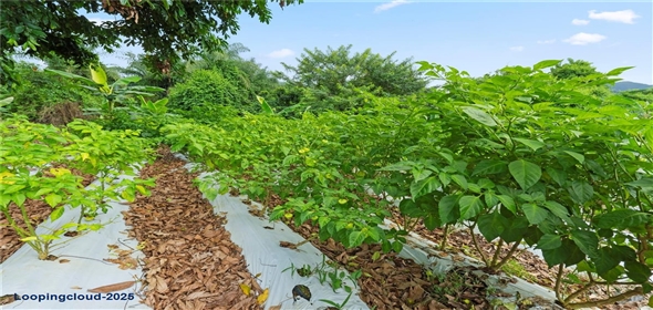 Bo. Hoyos Planes CARR. 531 KM 1 HM 7 Adjuntas Puerto Rico, 00664 | Finca Hoyos Planes: Fully Operational Coffee Estate in Puerto Rico's Heartland