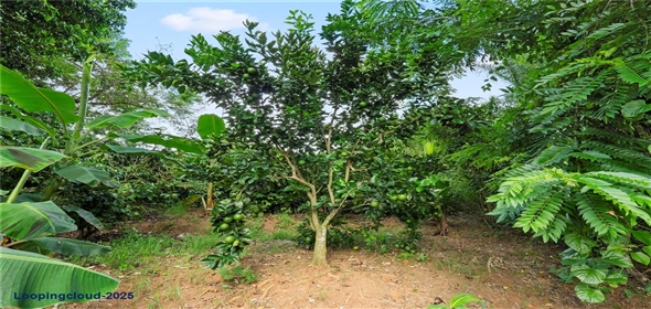 Bo. Hoyos Planes CARR. 531 KM 1 HM 7 Adjuntas Puerto Rico, 00664 | Finca Hoyos Planes: Fully Operational Coffee Estate in Puerto Rico's Heartland