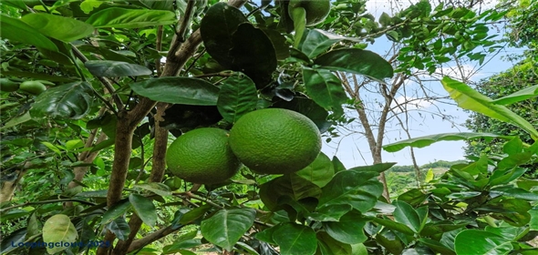 Bo. Hoyos Planes CARR. 531 KM 1 HM 7 Adjuntas Puerto Rico, 00664 | Finca Hoyos Planes: Fully Operational Coffee Estate in Puerto Rico's Heartland