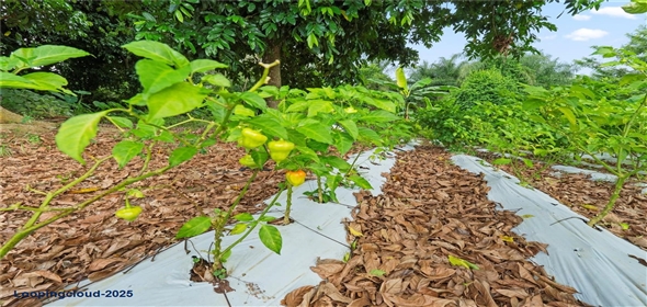 Bo. Hoyos Planes CARR. 531 KM 1 HM 7 Adjuntas Puerto Rico, 00664 | Finca Hoyos Planes: Fully Operational Coffee Estate in Puerto Rico's Heartland