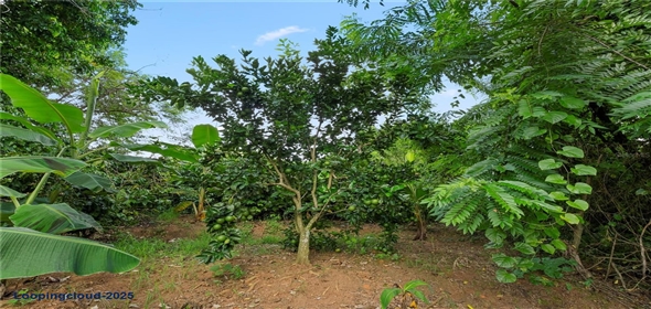 Bo. Hoyos Planes CARR. 531 KM 1 HM 7 Adjuntas Puerto Rico, 00664 | Finca Hoyos Planes: Fully Operational Coffee Estate in Puerto Rico's Heartland