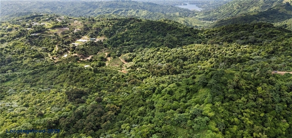 Bo. Hoyos Planes CARR. 531 KM 1 HM 7 Adjuntas Puerto Rico, 00664 | Finca Hoyos Planes: Fully Operational Coffee Estate in Puerto Rico's Heartland