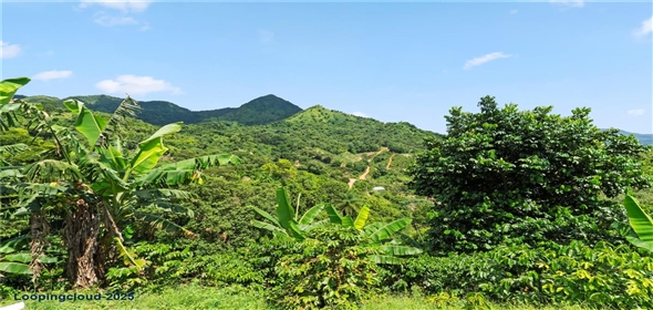 Bo. Hoyos Planes CARR. 531 KM 1 HM 7 Adjuntas Puerto Rico, 00664 | Finca Hoyos Planes: Fully Operational Coffee Estate in Puerto Rico's Heartland
