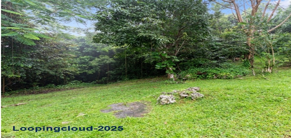 CARR 453 Km 5.3 Bo Piletas Lares, Puerto Rico, 00669 Peñuelas Puerto Rico,  | 61667  A Multi-Family Retreat with Pool, Acreage, and Endless Potential!