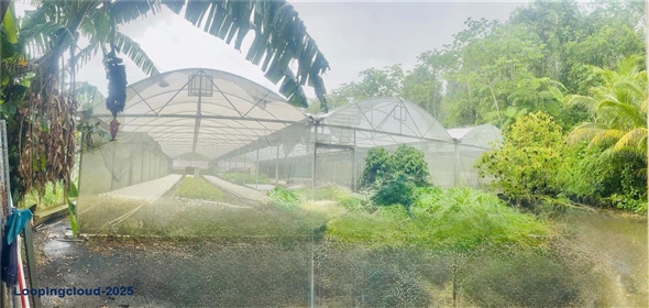 Carretera 119 San Germán Puerto Rico, 00683 | Prime Agricultural Opportunity -- Bo. Rosario, San Germán, Puerto Rico