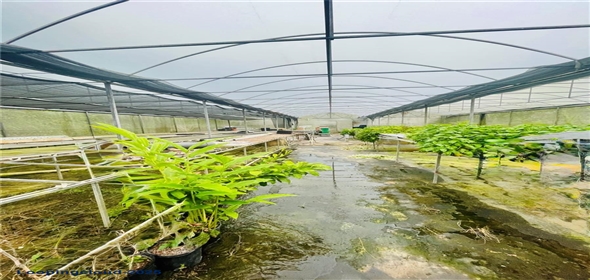 Carretera 119 San Germán Puerto Rico, 00683 | Prime Agricultural Opportunity -- Bo. Rosario, San Germán, Puerto Rico