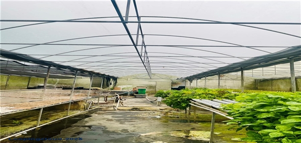 Carretera 119 San Germán Puerto Rico, 00683 | Prime Agricultural Opportunity -- Bo. Rosario, San Germán, Puerto Rico