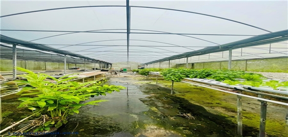 Carretera 119 San Germán Puerto Rico, 00683 | Prime Agricultural Opportunity -- Bo. Rosario, San Germán, Puerto Rico