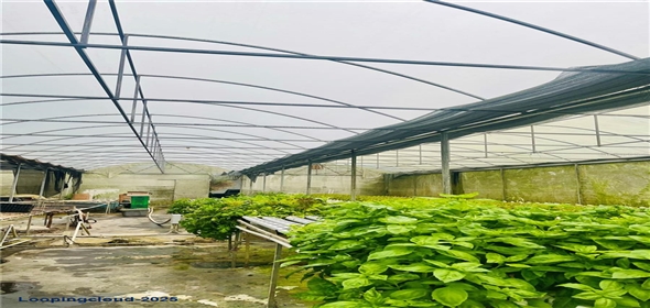 Carretera 119 San Germán Puerto Rico, 00683 | Prime Agricultural Opportunity -- Bo. Rosario, San Germán, Puerto Rico