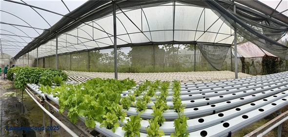 Carretera 119 San Germán Puerto Rico, 00683 | Prime Agricultural Opportunity -- Bo. Rosario, San Germán, Puerto Rico