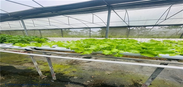 Carretera 119 San Germán Puerto Rico, 00683 | Prime Agricultural Opportunity -- Bo. Rosario, San Germán, Puerto Rico