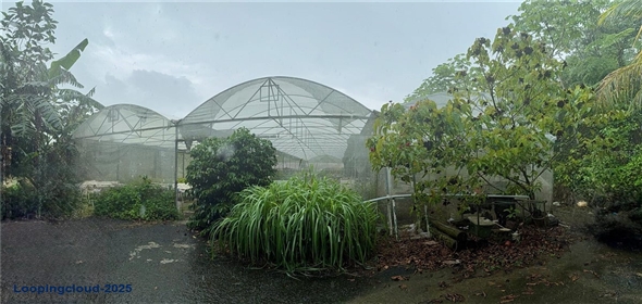 Carretera 119 San Germán Puerto Rico, 00683 | Prime Agricultural Opportunity -- Bo. Rosario, San Germán, Puerto Rico