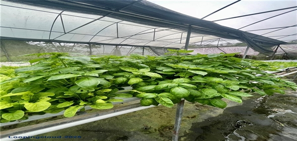 Carretera 119 San Germán Puerto Rico, 00683 | Prime Agricultural Opportunity -- Bo. Rosario, San Germán, Puerto Rico